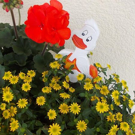 Pension Und Weingut Moselblick 布劳讷贝格 外观 照片