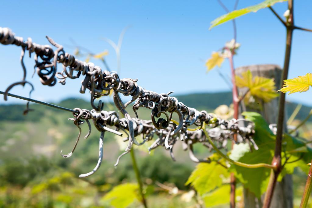 Pension Und Weingut Moselblick 布劳讷贝格 外观 照片