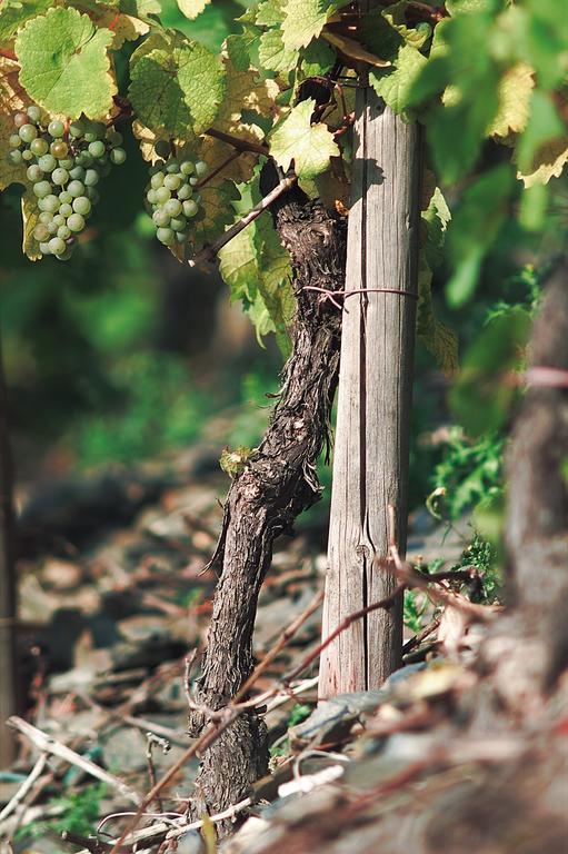 Pension Und Weingut Moselblick 布劳讷贝格 外观 照片